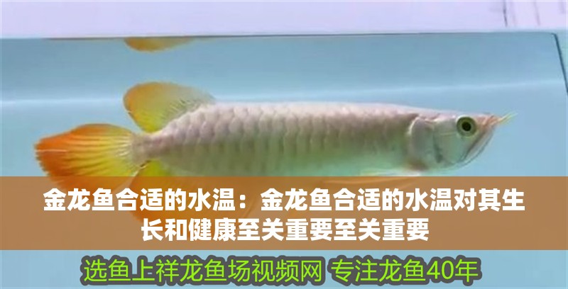 金龍魚合適的水溫：金龍魚合適的水溫對其生長和健康至關重要至關重要 金龍魚合適的水溫：金龍魚合適的水溫對其生長和健康至關重要至關重要 龍魚百科