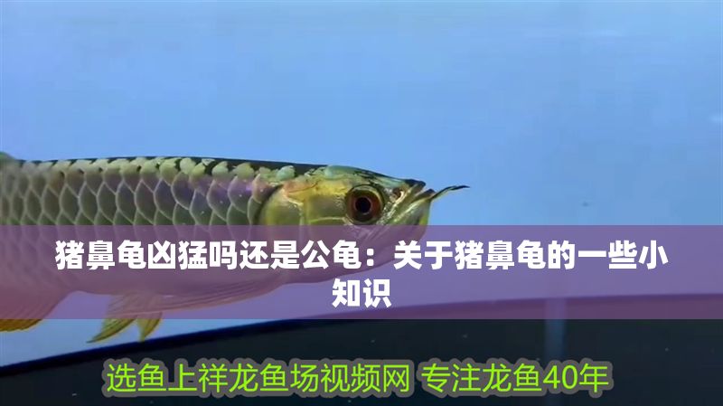 豬鼻龜兇猛嗎還是公龜：關于豬鼻龜的一些小知識