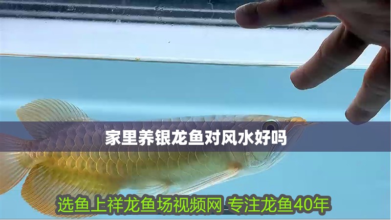家里養(yǎng)銀龍魚對風水好嗎