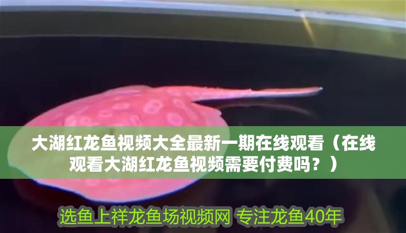 大湖紅龍魚視頻大全最新一期在線觀看（在線觀看大湖紅龍魚視頻需要付費(fèi)嗎？）