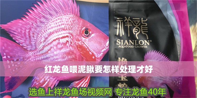 紅龍魚喂泥鰍要怎樣處理才好