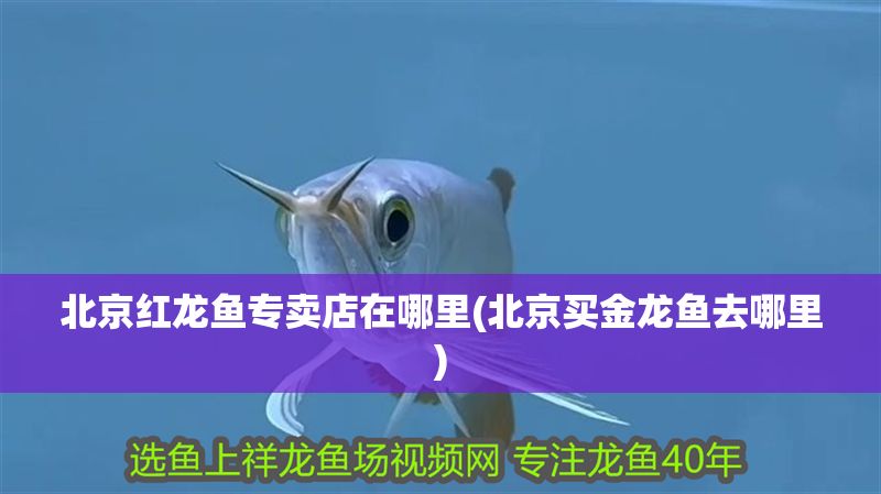 北京紅龍魚(yú)專賣(mài)店在哪里(北京買(mǎi)金龍魚(yú)去哪里)