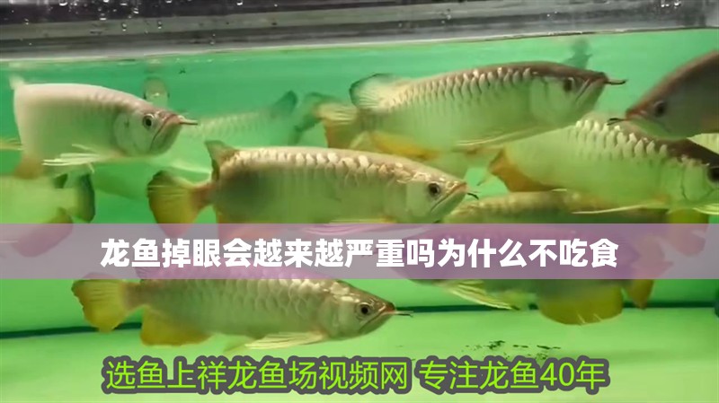 龍魚掉眼會(huì)越來越嚴(yán)重嗎為什么不吃食