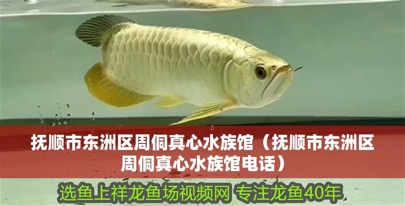 撫順市東洲區(qū)周侗真心水族館（撫順市東洲區(qū)周侗真心水族館電話）