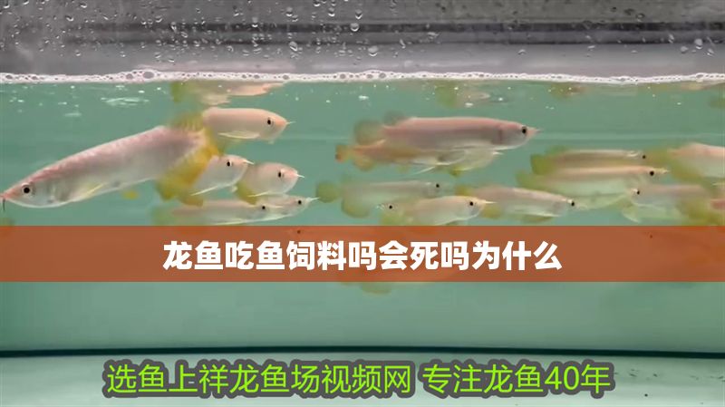 龍魚吃魚飼料嗎會死嗎為什么