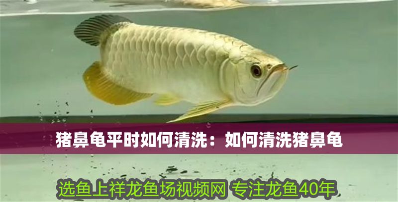 豬鼻龜平時如何清洗：如何清洗豬鼻龜