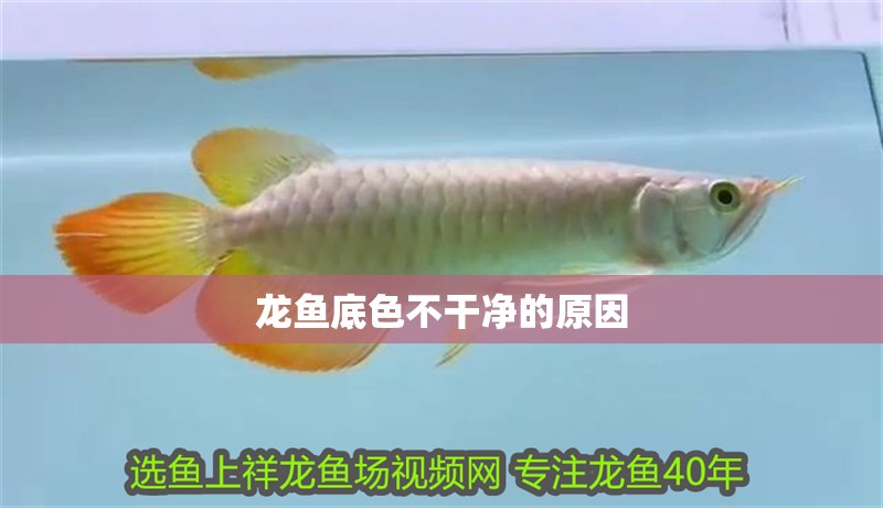 龍魚(yú)底色不干凈的原因