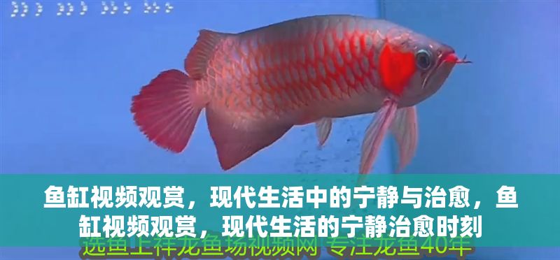 魚缸視頻觀賞，現(xiàn)代生活中的寧靜與治愈，魚缸視頻觀賞，現(xiàn)代生活的寧靜治愈時(shí)刻