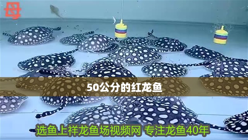 50公分的紅龍魚