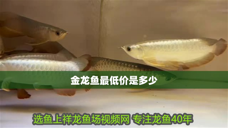 金龍魚最低價是多少 金龍魚最低價是多少 龍魚百科 第2張