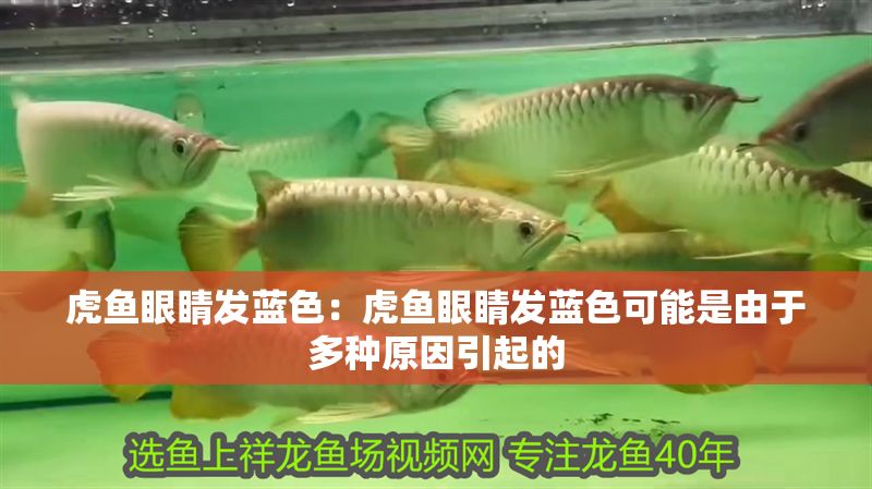 虎魚眼睛發藍色：虎魚眼睛發藍色可能是由于多種原因引起的