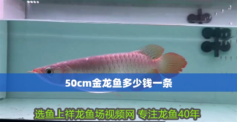 50cm金龍魚多少錢一條
