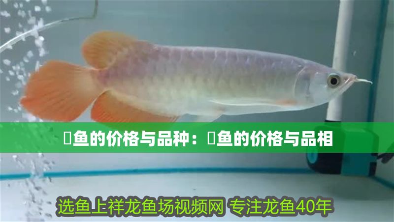 魟魚的價格與品種：魟魚的價格與品相