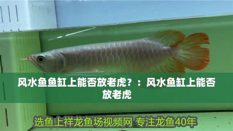 風(fēng)水魚(yú)魚(yú)缸上能否放老虎？：風(fēng)水魚(yú)缸上能否放老虎