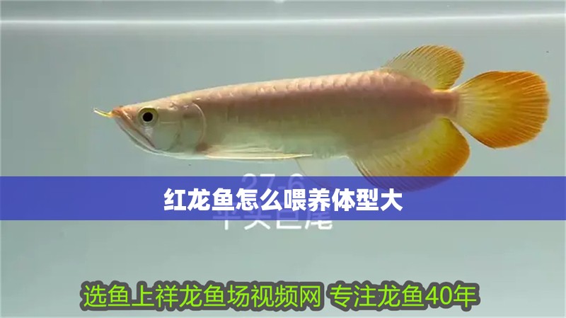 紅龍魚怎么喂養(yǎng)體型大 紅龍魚怎么喂養(yǎng)體型大 龍魚百科 第2張