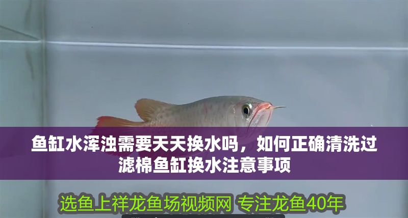 魚缸水渾濁需要天天換水嗎，如何正確清洗過濾棉魚缸換水注意事項