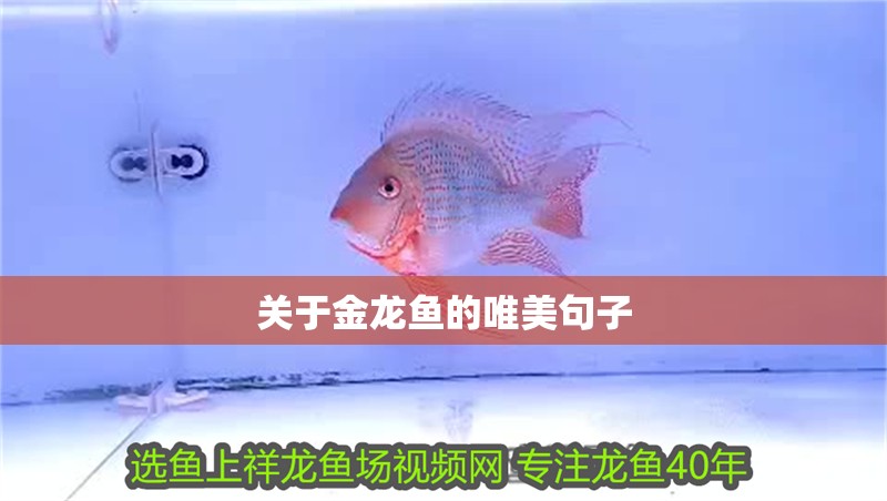 關于金龍魚的唯美句子