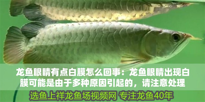 龍魚眼睛有點白膜怎么回事：龍魚眼睛出現白膜可能是由于多種原因引起的，請注意處理
