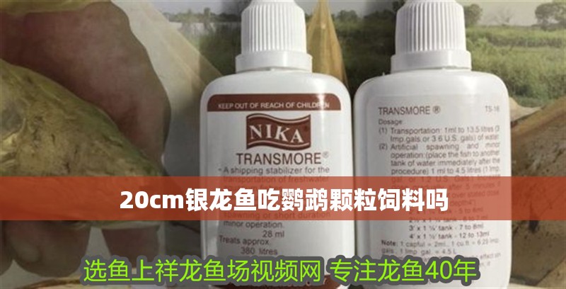 20cm銀龍魚吃鸚鵡顆粒飼料嗎 龍魚百科 第2張 20cm銀龍魚吃鸚鵡顆粒飼料嗎 20cm銀龍魚吃鸚鵡顆粒飼料嗎 龍魚百科 第2張