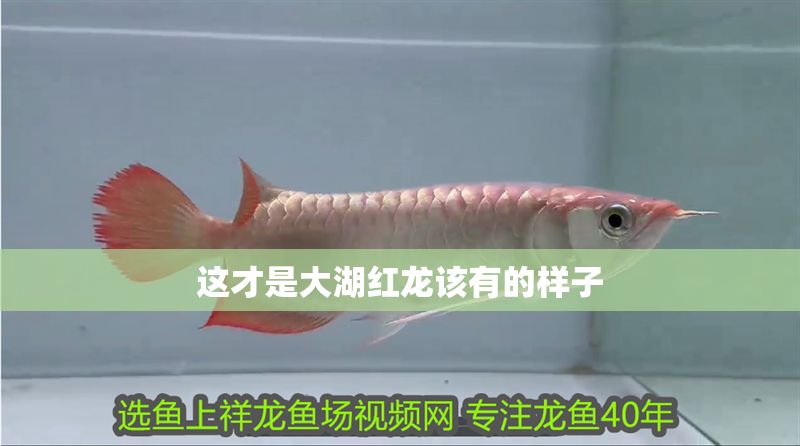 這才是大湖紅龍?jiān)撚械臉幼? title=