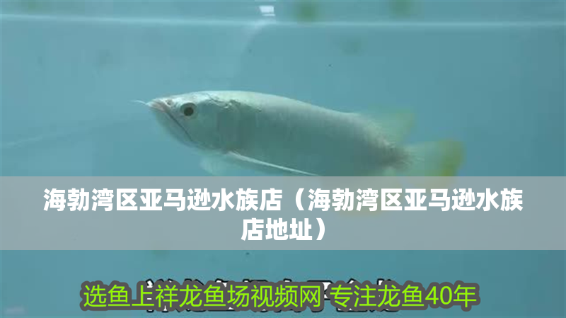 海勃灣區亞馬遜水族店（海勃灣區亞馬遜水族店地址）