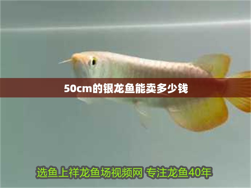 50cm的銀龍魚能賣多少錢 50cm的銀龍魚能賣多少錢 龍魚百科 第2張