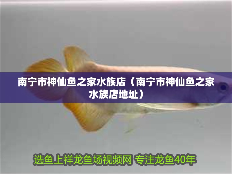 南寧市神仙魚之家水族店（南寧市神仙魚之家水族店地址）