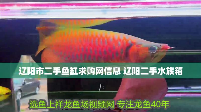 遼陽市二手魚缸求購網信息 遼陽二手水族箱