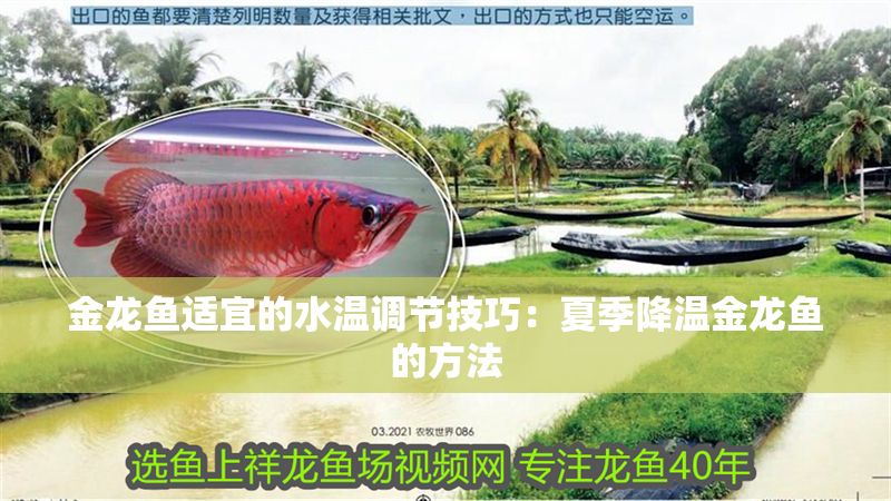 金龍魚適宜的水溫調(diào)節(jié)技巧：夏季降溫金龍魚的方法