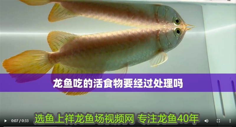 龍魚吃的活食物要經過處理嗎 龍魚吃的活食物要經過處理嗎 龍魚百科 第2張