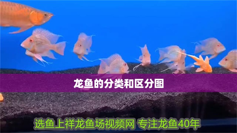 龍魚的分類和區(qū)分圖 龍魚的分類和區(qū)分圖 龍魚百科 第2張