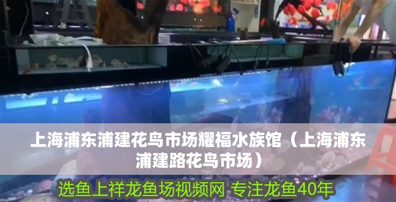 上海浦東浦建花鳥市場耀福水族館（上海浦東浦建路花鳥市場）
