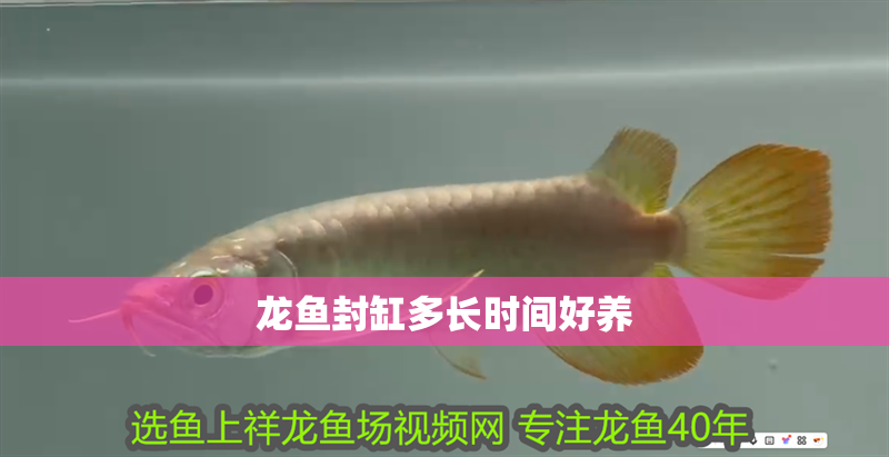 龍魚封缸多長時間好養