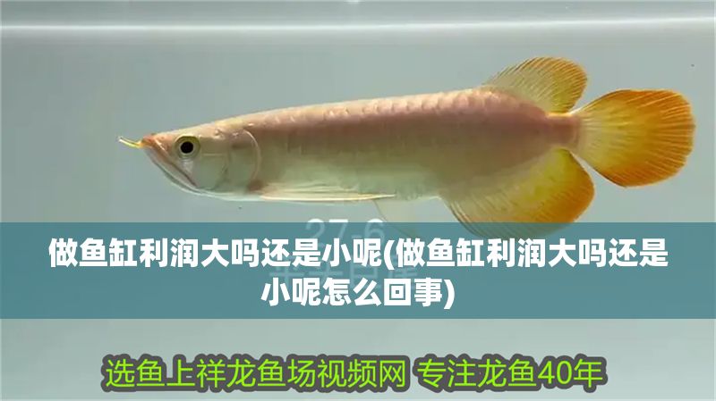 做魚缸利潤大嗎還是小呢(做魚缸利潤大嗎還是小呢怎么回事) 做魚缸利潤大嗎還是小呢(做魚缸利潤大嗎還是小呢怎么回事) 錦鯉魚百科 第1張