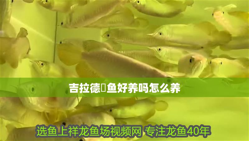吉拉德鳉魚好養(yǎng)嗎怎么養(yǎng)