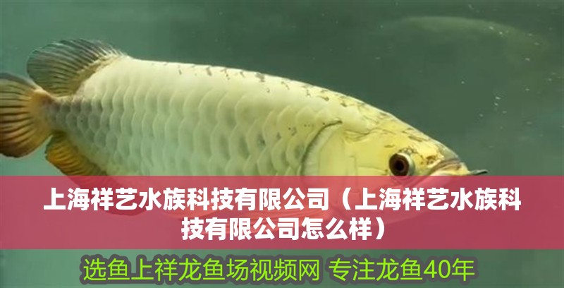 上海祥藝水族科技有限公司(上海祥藝水族科技有限公司怎么樣) 全國水族館企業名錄 第2張 上海祥藝水族科技有限公司(上海祥藝水族科技有限公司怎么樣) 上海祥藝水族科技有限公司(上海祥藝水族科技有限公司怎么樣) 全國水族館企業名錄 第2張
