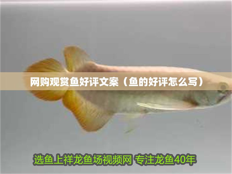 網(wǎng)購(gòu)觀賞魚(yú)好評(píng)文案（魚(yú)的好評(píng)怎么寫）
