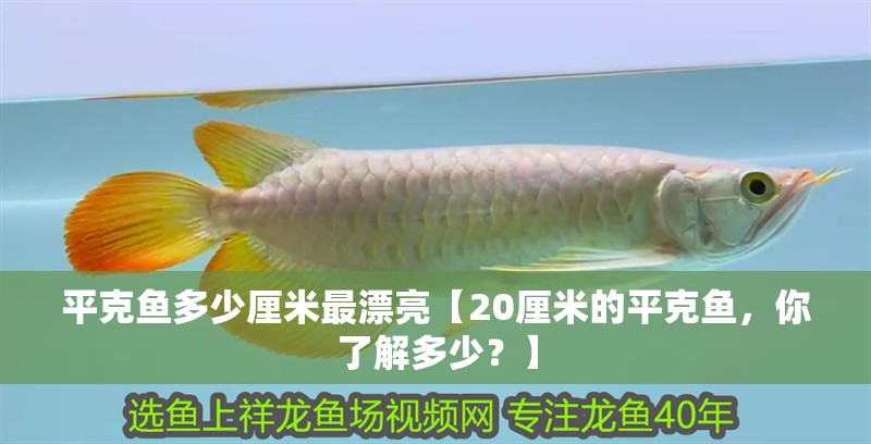 平克魚多少厘米最漂亮【20厘米的平克魚，你了解多少？】