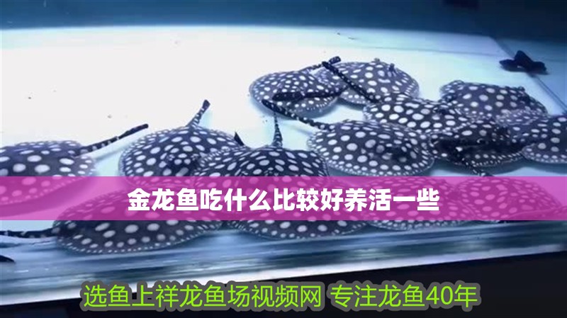 金龍魚吃什么比較好養活一些