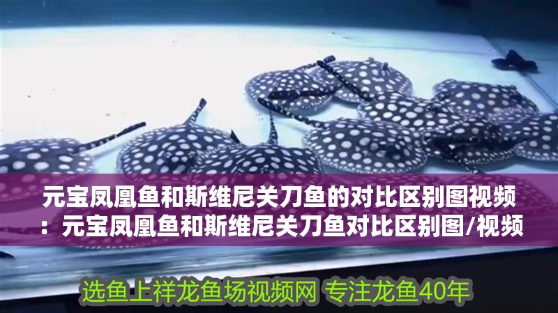 元寶鳳凰魚和斯維尼關刀魚的對比區別圖視頻：元寶鳳凰魚和斯維尼關刀魚對比區別圖/視頻
