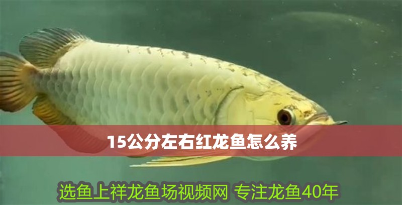15公分左右紅龍魚怎么養