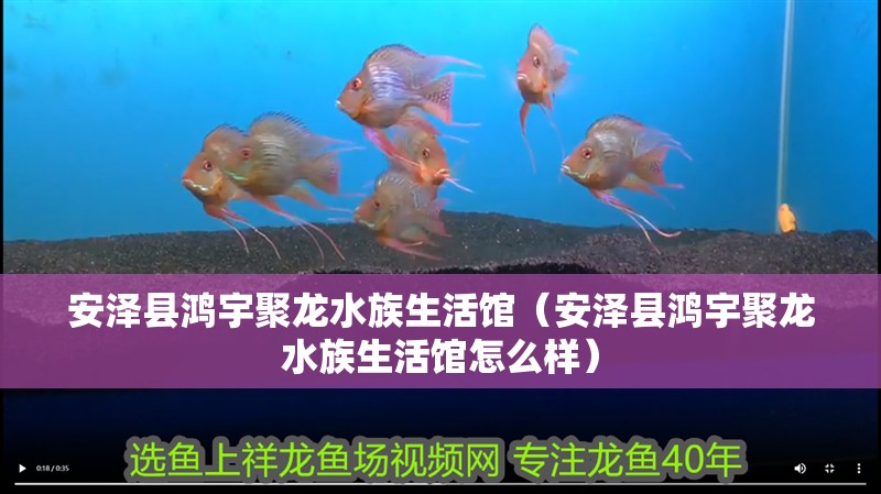 安澤縣鴻宇聚龍水族生活館（安澤縣鴻宇聚龍水族生活館怎么樣）