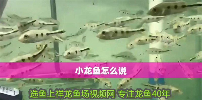 小龍魚怎么說