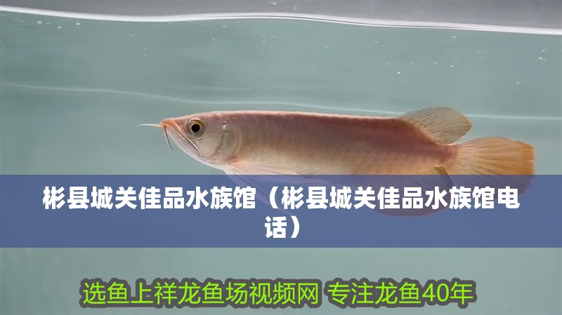 彬縣城關佳品水族館（彬縣城關佳品水族館電話）