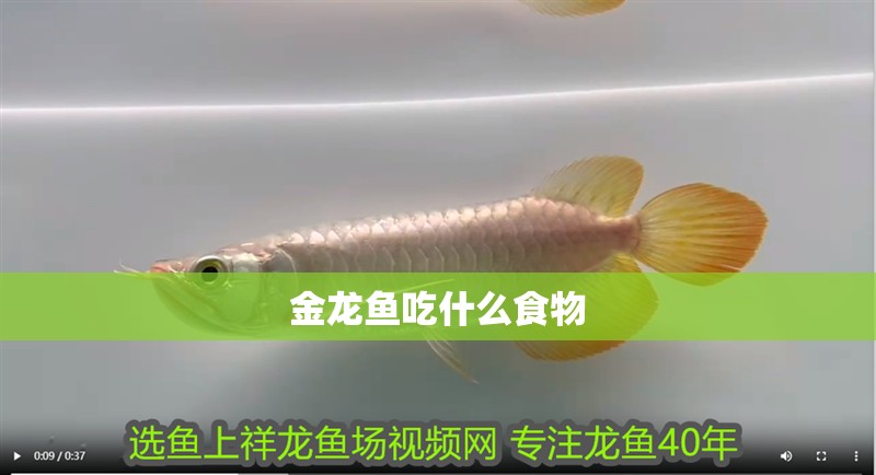 金龍魚吃什么食物