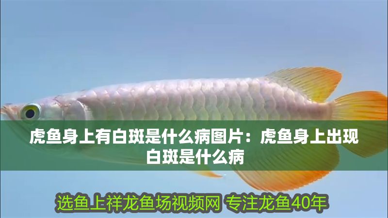虎魚身上有白斑是什么病圖片：虎魚身上出現白斑是什么病