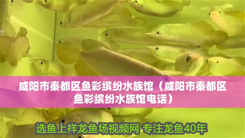 咸陽市秦都區魚彩繽紛水族館（咸陽市秦都區魚彩繽紛水族館電話）