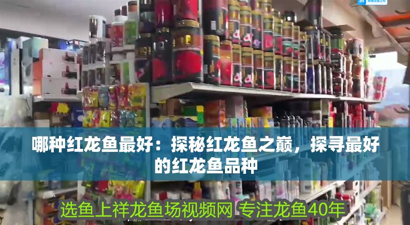 哪種紅龍魚最好：探秘紅龍魚之巔，探尋最好的紅龍魚品種