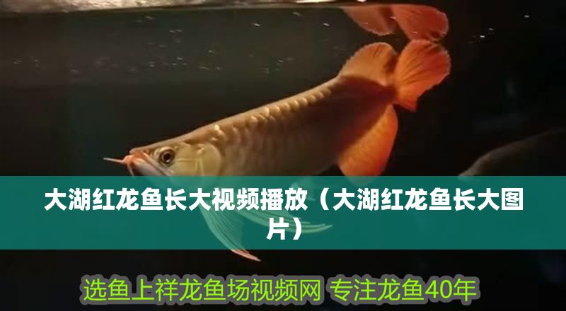 大湖紅龍魚長大視頻播放（大湖紅龍魚長大圖片）