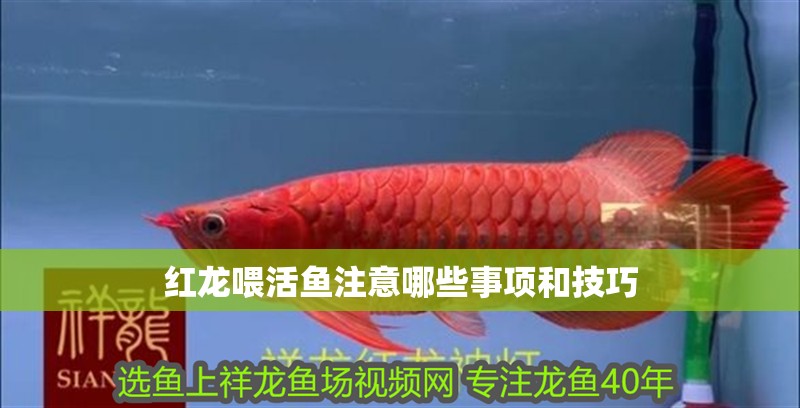 紅龍喂活魚注意哪些事項和技巧 紅龍喂活魚注意哪些事項和技巧 龍魚百科 第2張